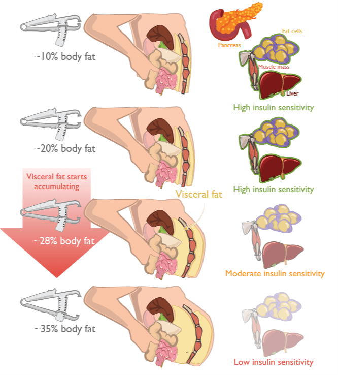 Insulin Sensitivity At Different Body Fat %s
