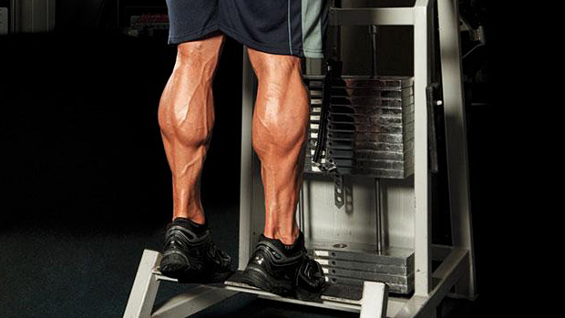 DC Training Calves